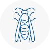 Biggleswade Wasp Nest Removal